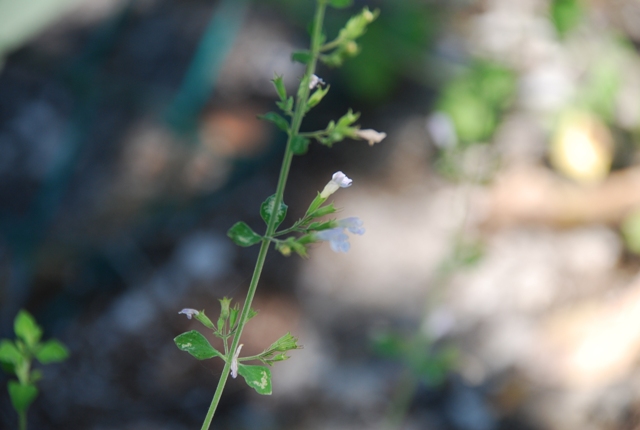 Calamintha nepeta